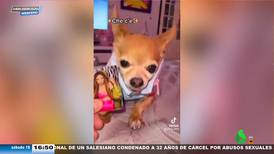 Hasta los perritos escogen bando entre Shakira y Piqué: mira este video que se hizo viral