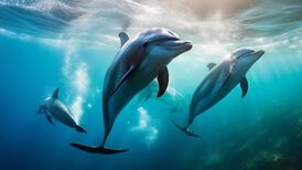 Usuarios asombrados al ver el nacimiento de un delfín