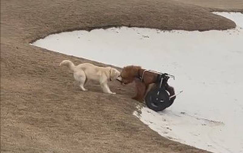 Un perrito ayuda a otro