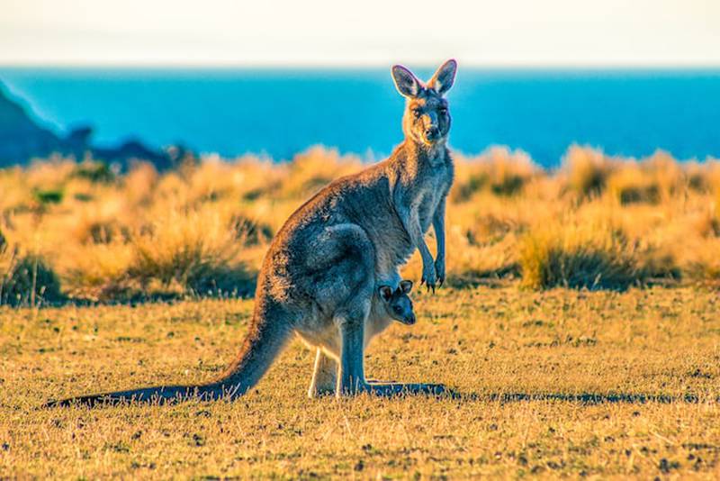 En Australia hay entre 40 y 60 millones de canguros.