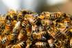 Jugadores del América de Cali fueron atacados por abejas africanas
