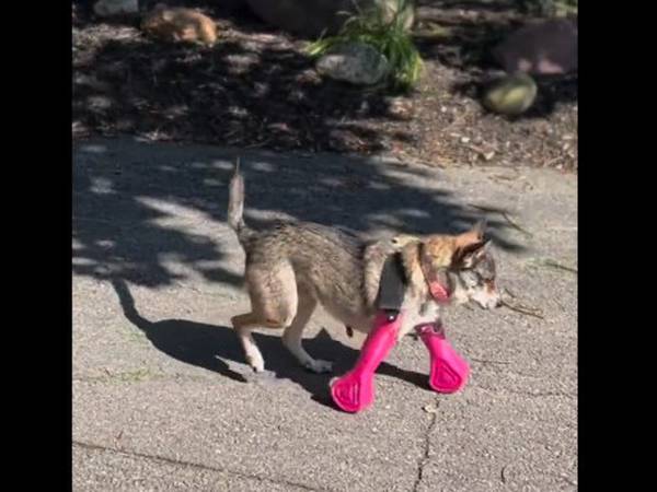 Conmovedor: Prótesis permiten a un perro caminar por primera vez