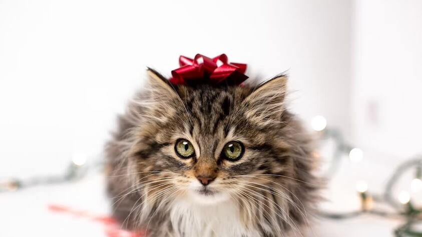 Podrás tener una Navidad tranquila con tu gatito