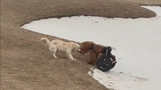 Un perrito ayuda a otro