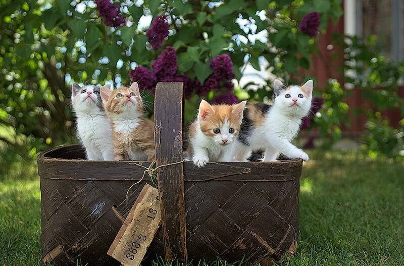 Los gatitos son de las mascotas más adorables