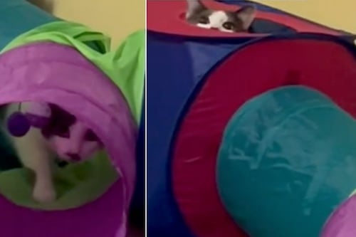 Un gato se hace viral al responder “no” al darse cuenta que su dueña quería bañarlo 