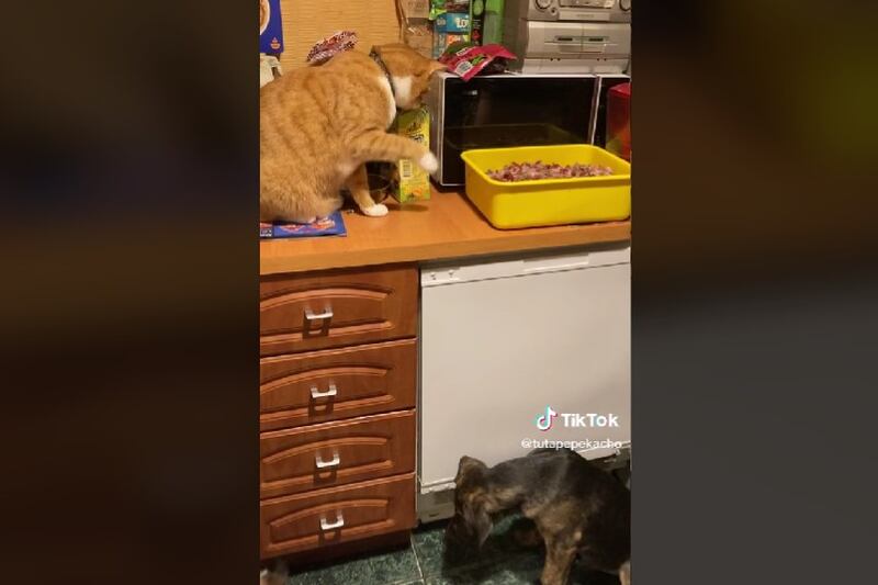 Los gatitos también saben compartir