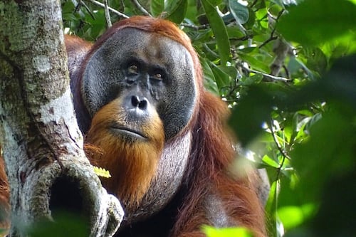 Orangután usó planta medicinal para tratar herida, dicen científicos