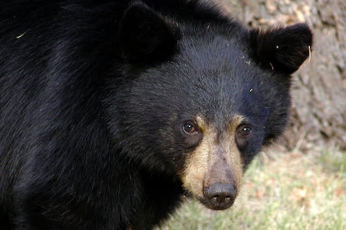 Conozca a ‘Pablo EscoBear’: el oso negro que murió por una sobredosis de cocaína
