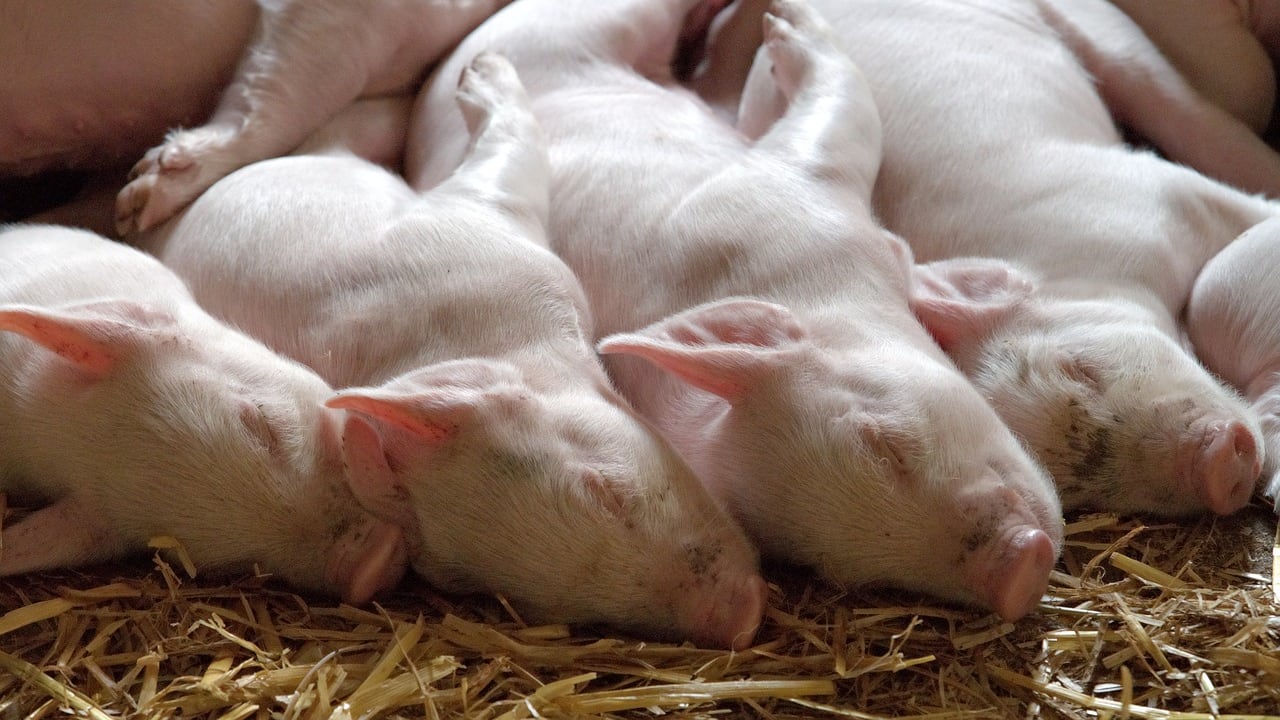 Esta nueva tecnología en cerdos puede ayudar a darle más vida a los órganos de humanos.