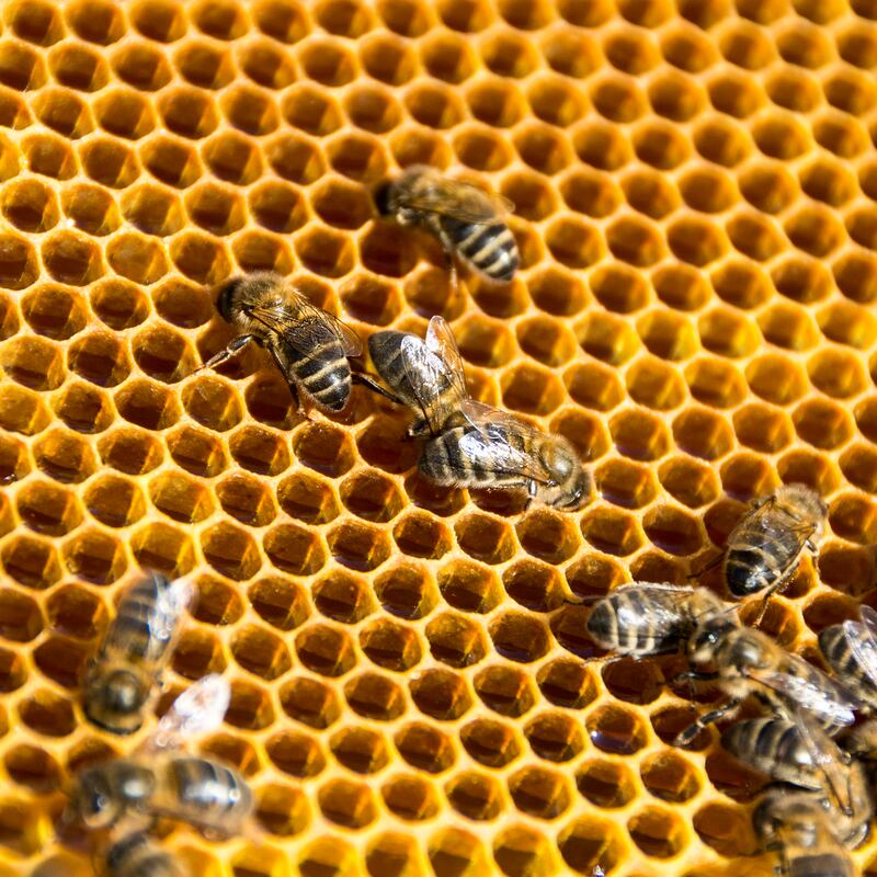 Según expertos de la Organización de las Naciones Unidas para la Agricultura y la Alimentación (FAO), un tercio de la producción mundial de alimentos depende de las abejas. Foro: Freepik.